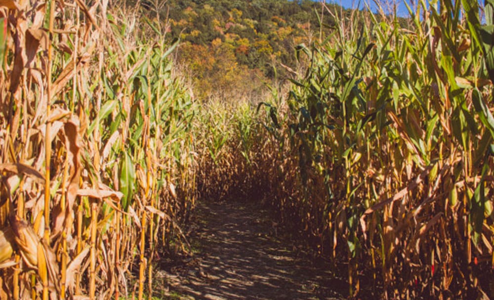 Sugarcane Treat Insomnia Naturally