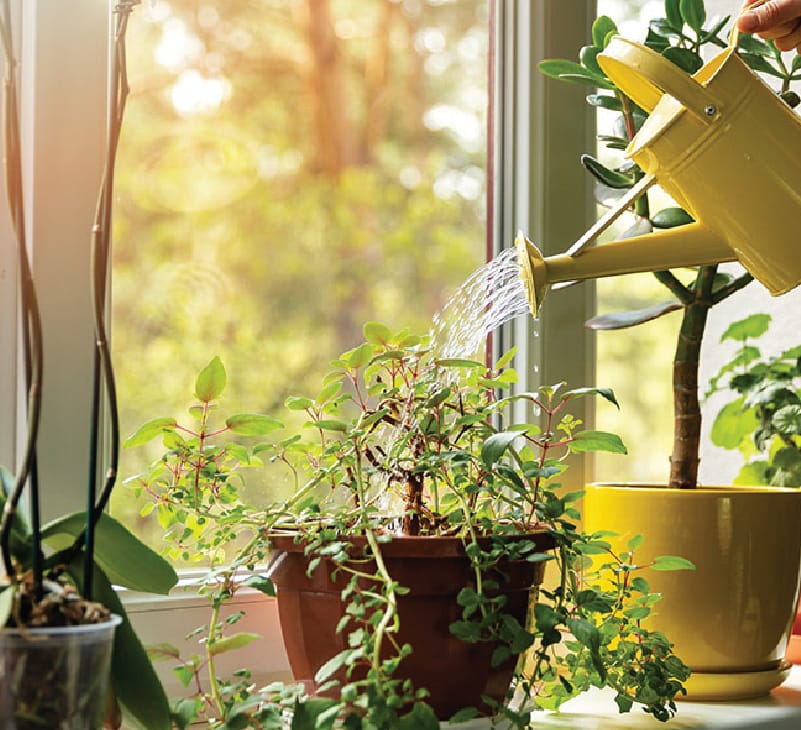air purifying plants for home