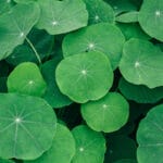 varicose veins ayurvedic treatment