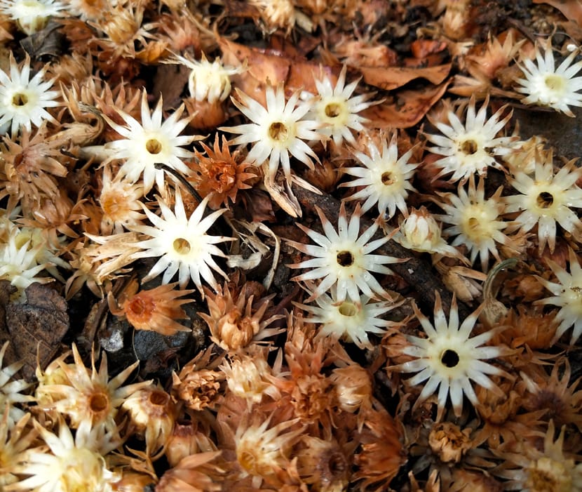 bakula flower benefits