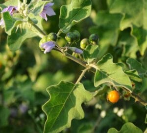 Brihati Plant Benefits