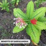 sarpagandha 1
