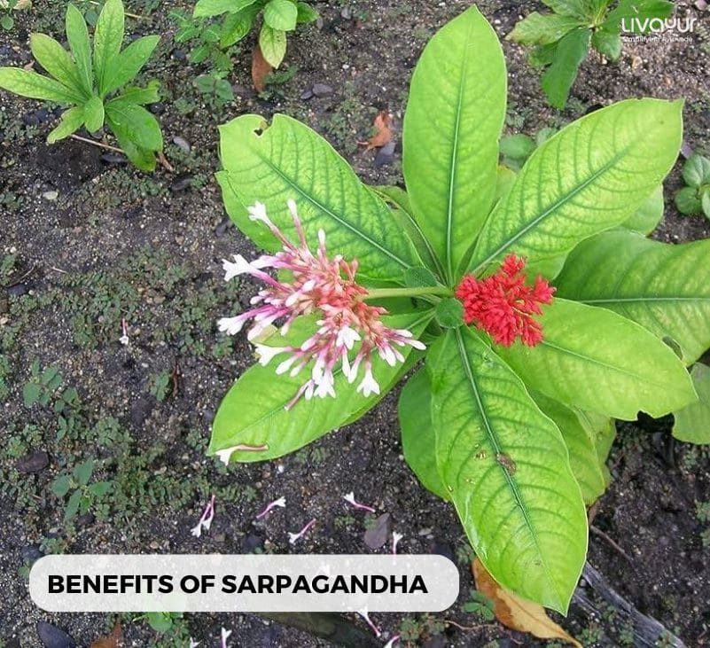 sarpagandha 1