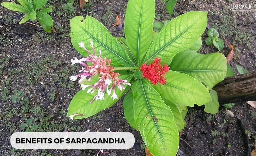 sarpagandha