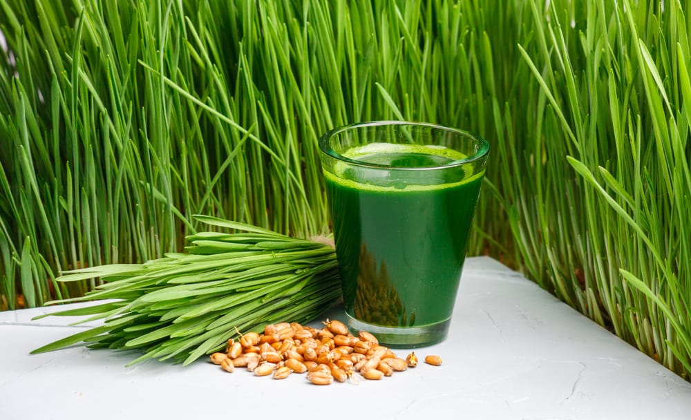 wheatgrass juice benefits 