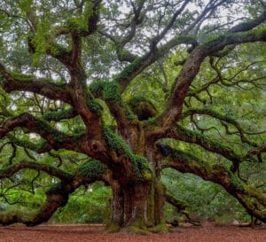 Oak Tree