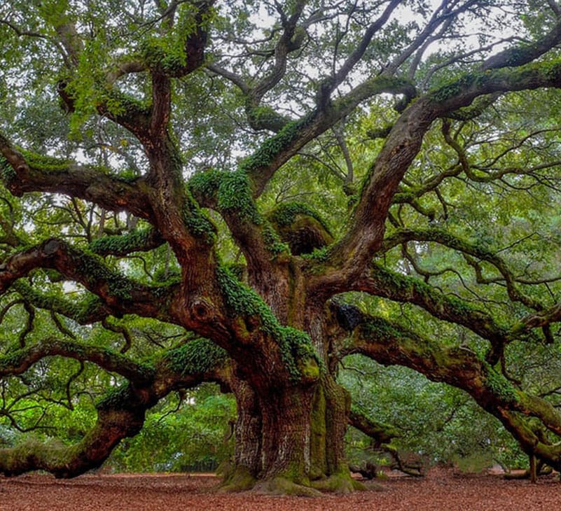 Oak Tree