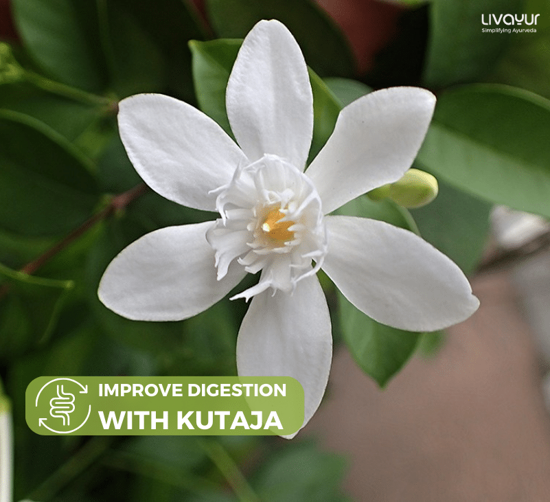 How Kutaja can Help Improve Digestive Health 1