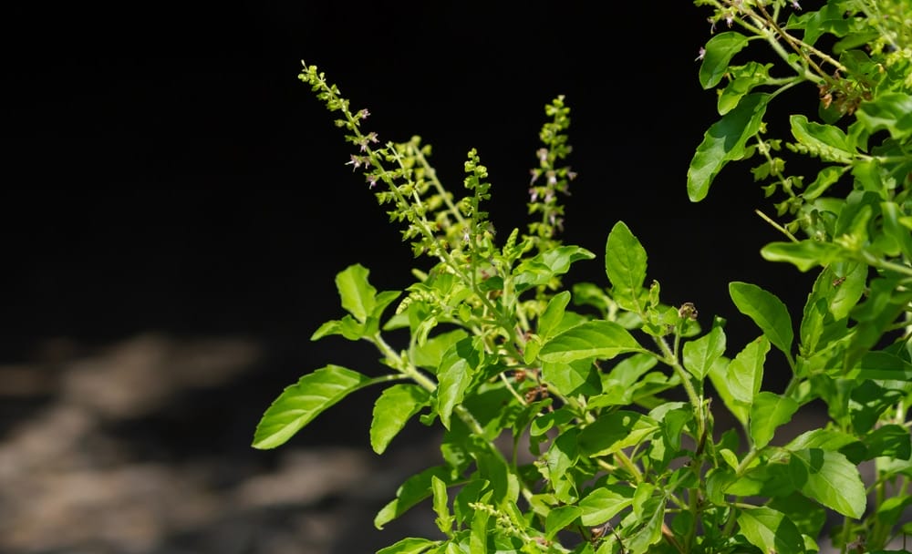 Tulsi for Immunity