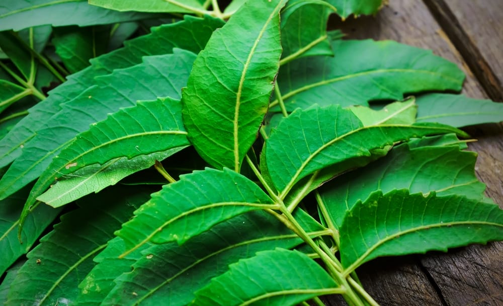 Neem for Immunity