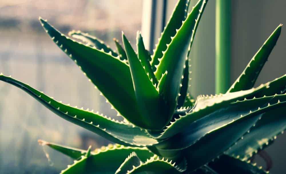 In Article Image Aloe Vera 5 herbs for skincare