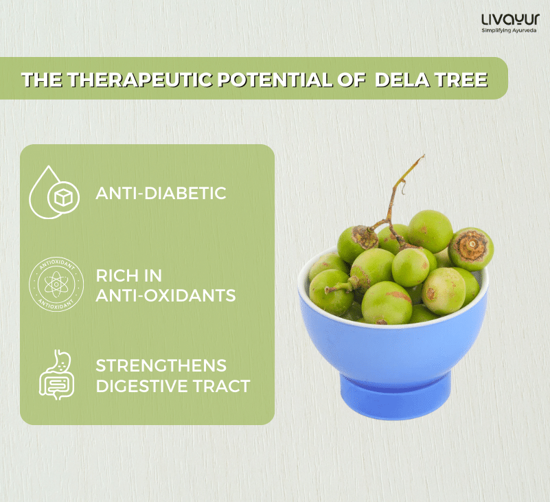 The Therapeutic Potential of Ayurvedas Dela Tree Thumbnail