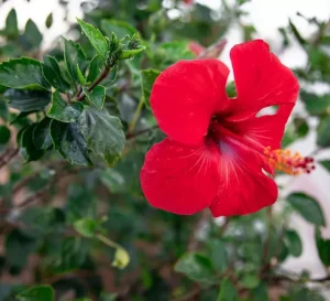 31 801 x 730px 1
