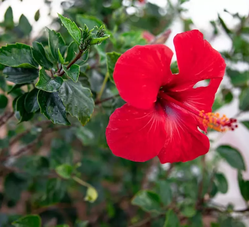 31 801 x 730px 1