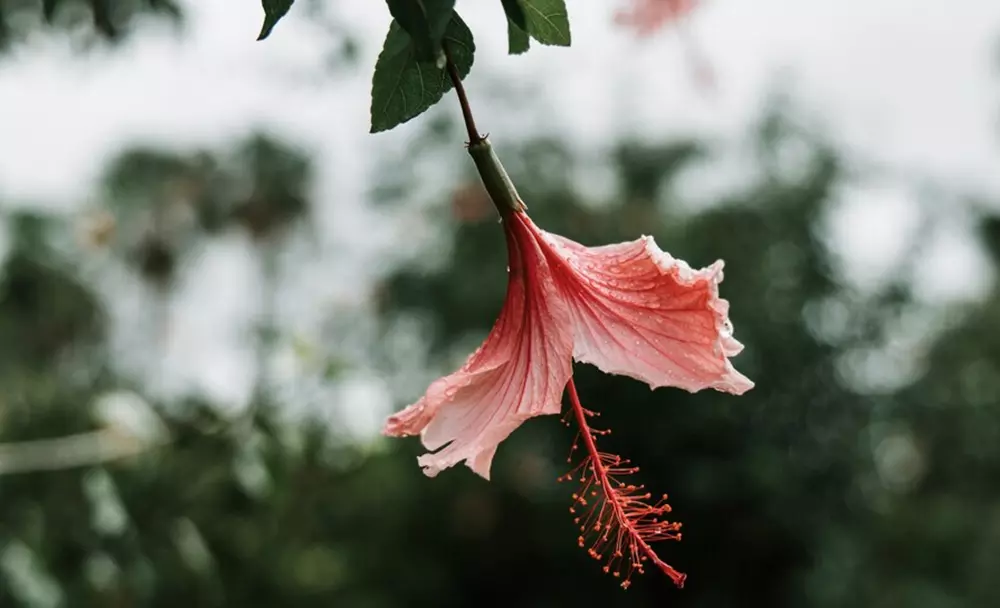helps manage menopause - hibiscus benefits
