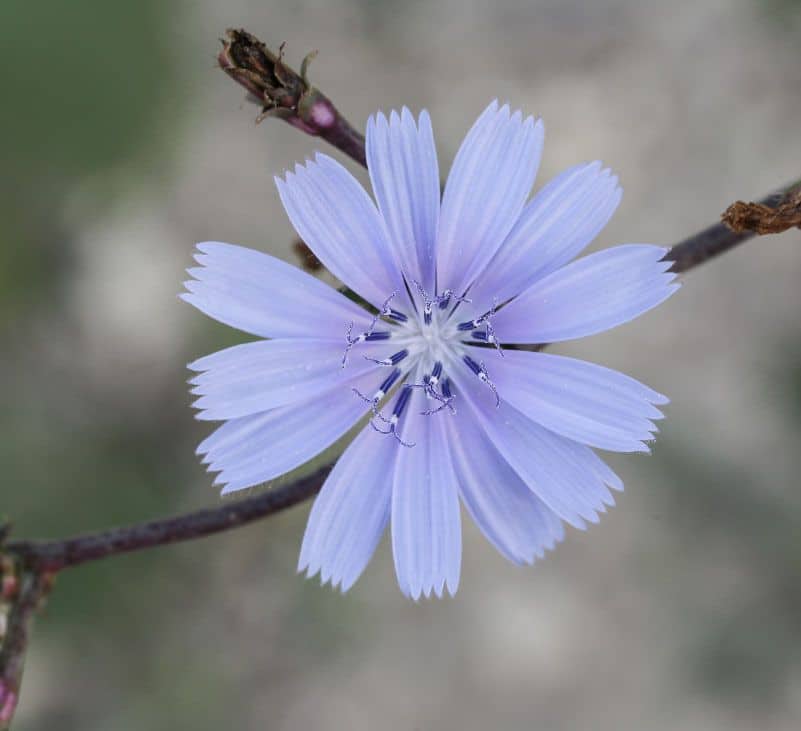 what is chicory