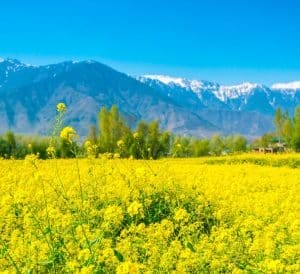 mustard seeds benefits