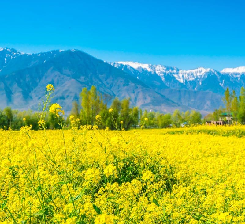 mustard seeds benefits