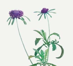 milk thistle - livayur
