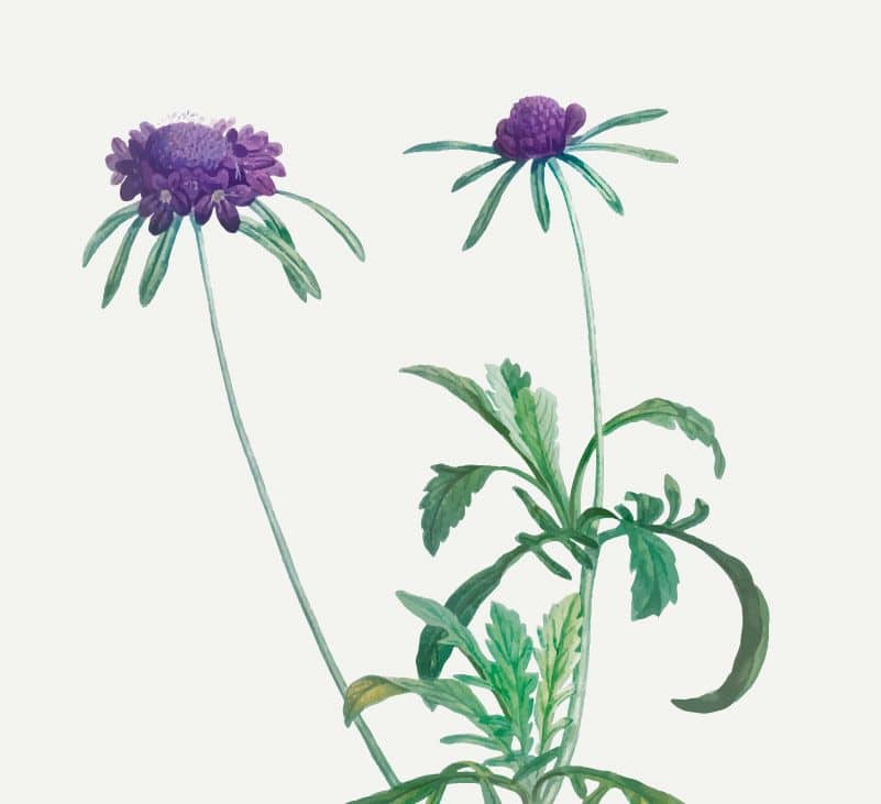 milk thistle - livayur