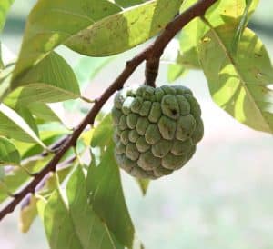 custard apple benefits - livayur