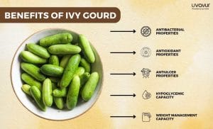 Ivy Gourd Nutrition Facts Benefits and Side Effects 1