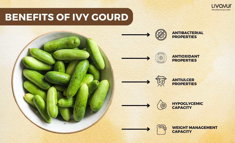 Ivy Gourd Nutrition Facts Benefits and Side Effects 1
