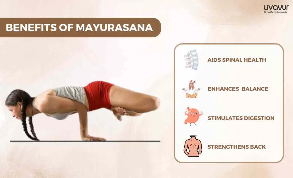 Mayurasana What Is It Benefits How To Do It Step By Step 1