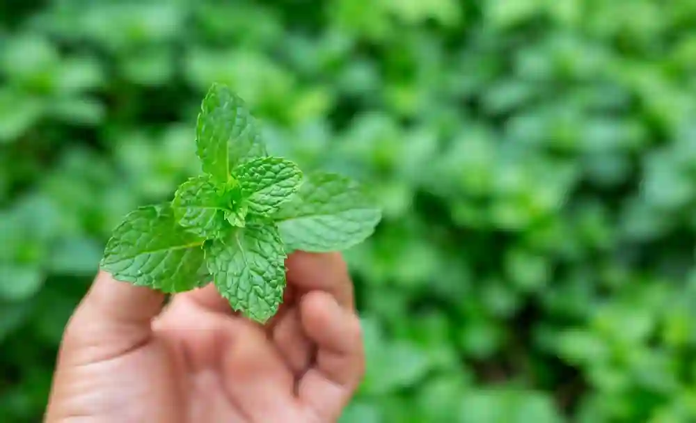 mint leaves uses