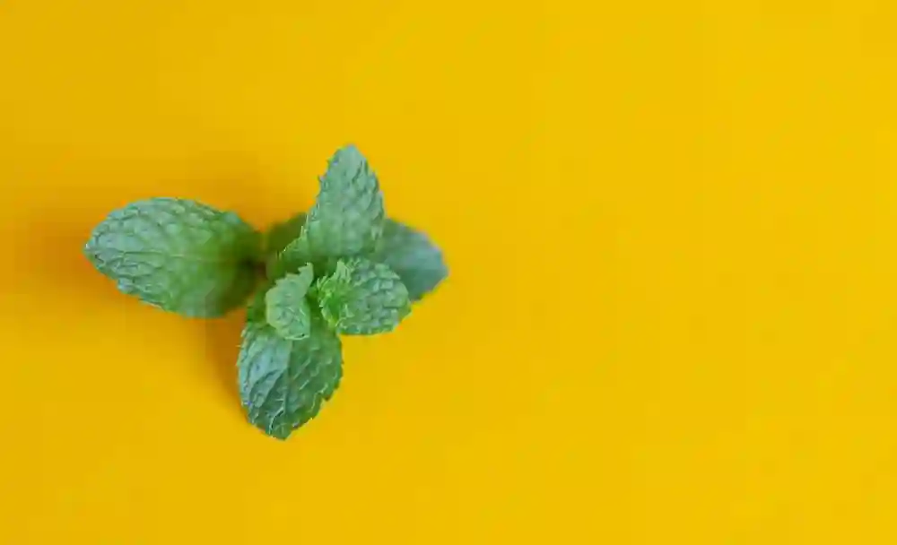 benefits of mint leaves - livayur