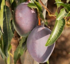 mango benefits - livayur