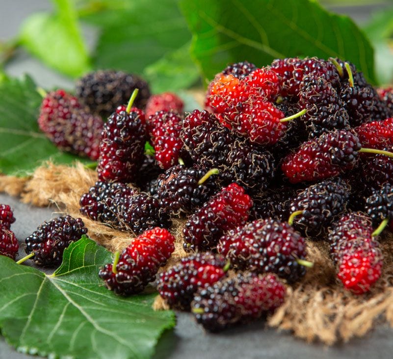 mulberry fruit - livayur