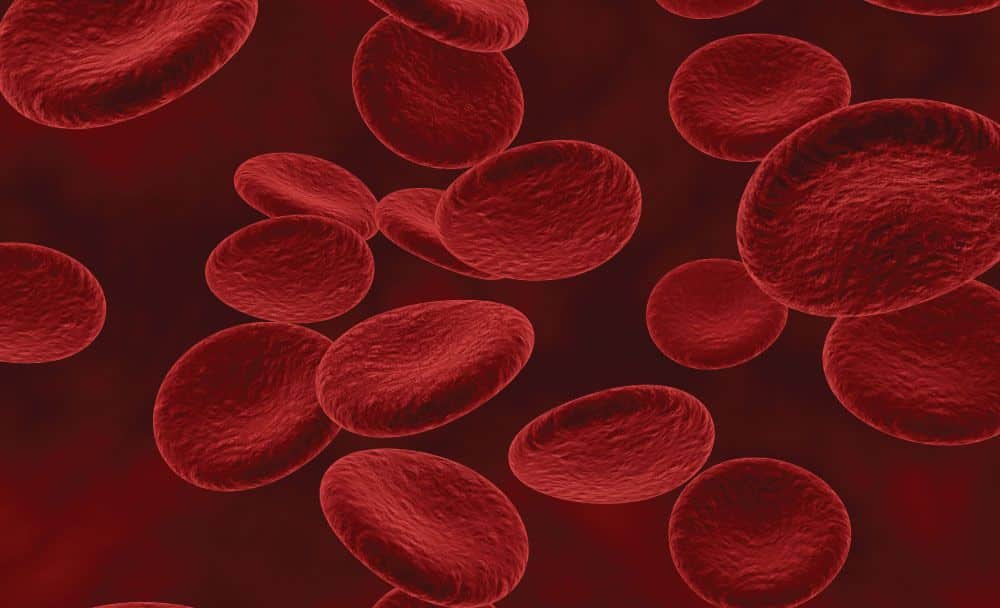 how to increase hemoglobin - livayur