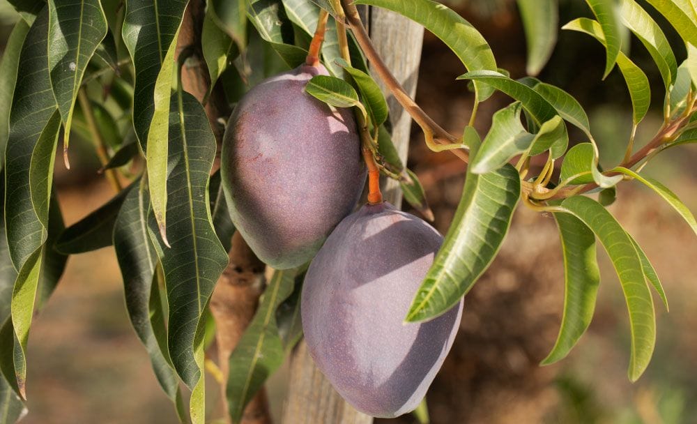 mango benefits - livayur
