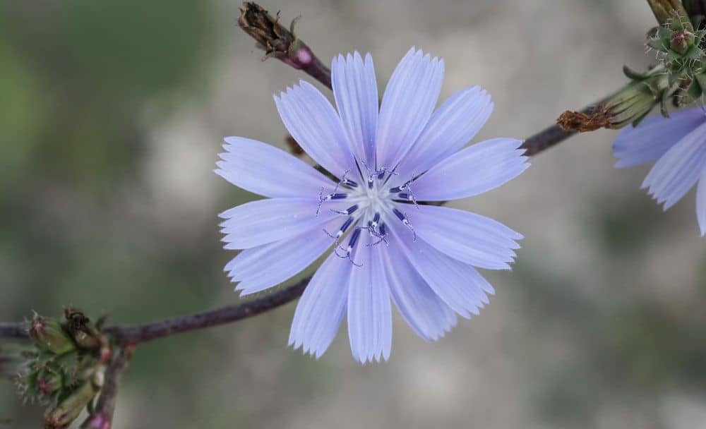 what is chicory