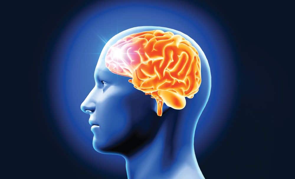 enhances brain function - nutmeg benefits