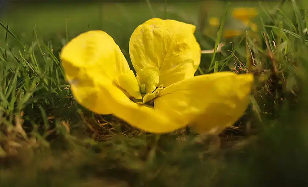 amaltas herb - livayur