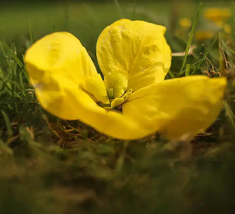 amaltas herb - livayur