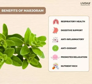 Marjoram Benefits Uses Dosage Side Effects More 1 7 11zon