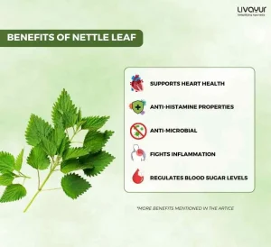Nettle Leaf Benefits Uses Side Effects How to Make It 1 8 11zon