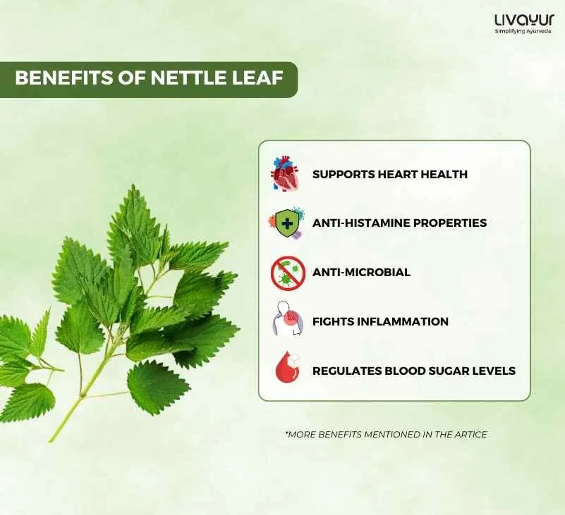 Nettle Leaf Benefits Uses Side Effects How to Make It 1 8 11zon