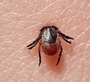 lyme disease - livayur