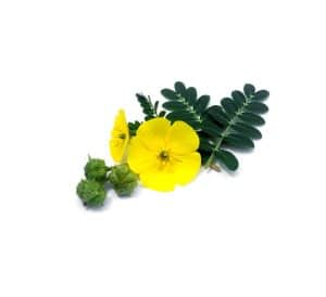 tribulus terrestris - livayur