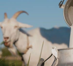 goat milk - livayur