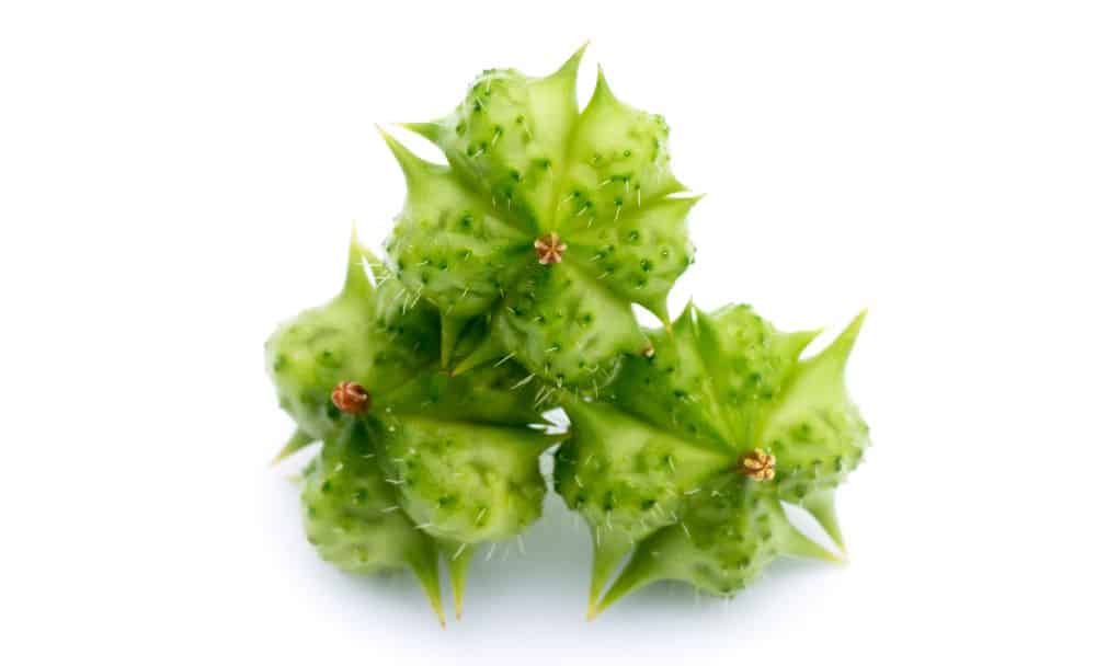 tribulus terrestris benefits