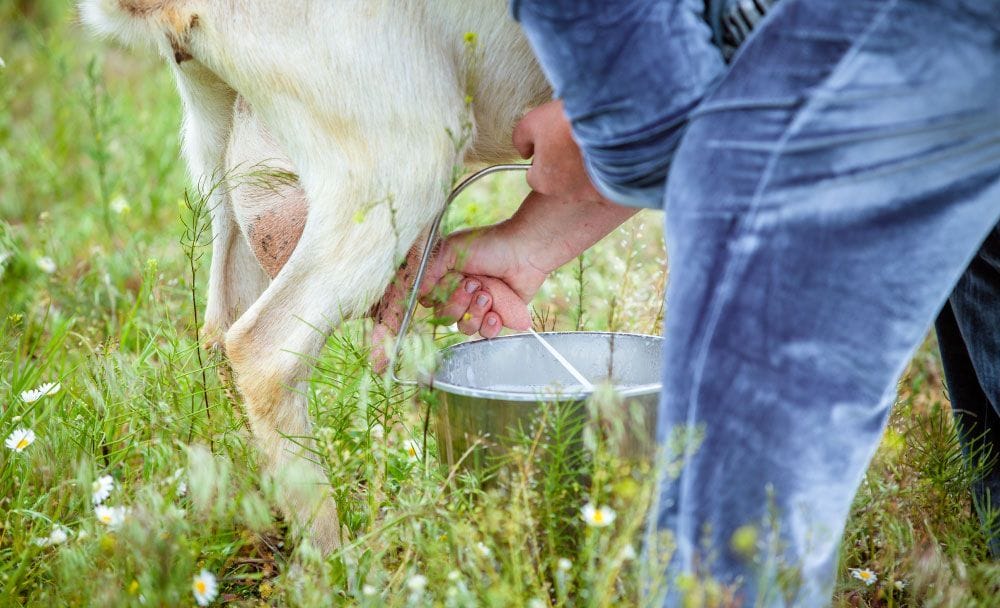 uses of goat milk