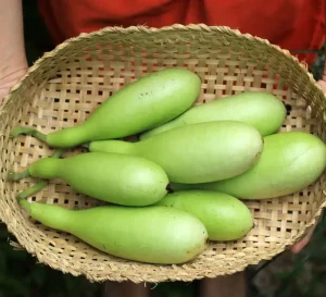 bottle gourd - livayur