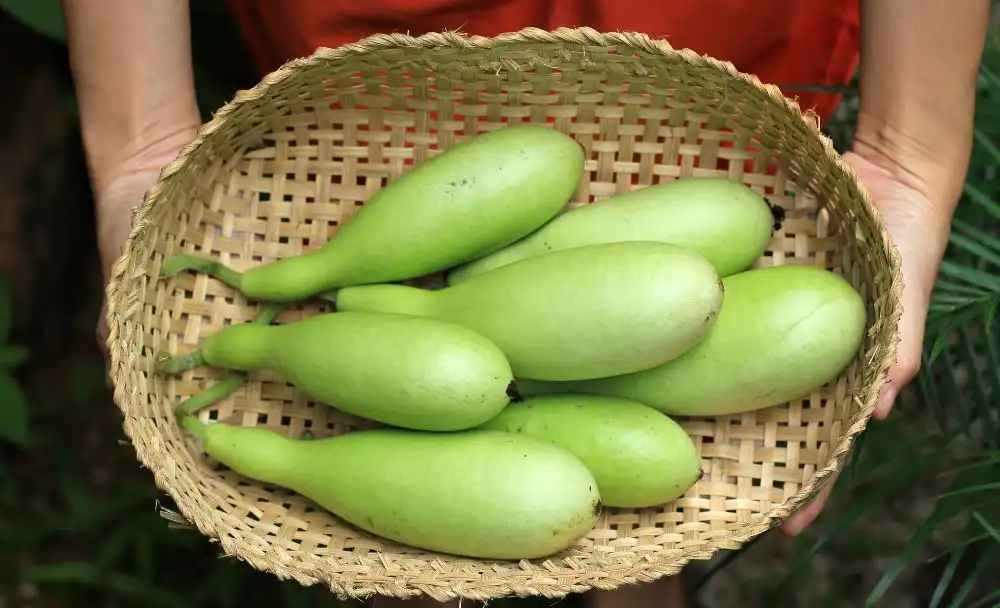 bottle gourd - livayur