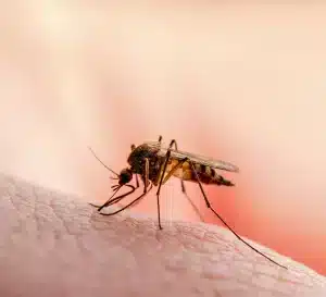 मलेरिया के लक्षण