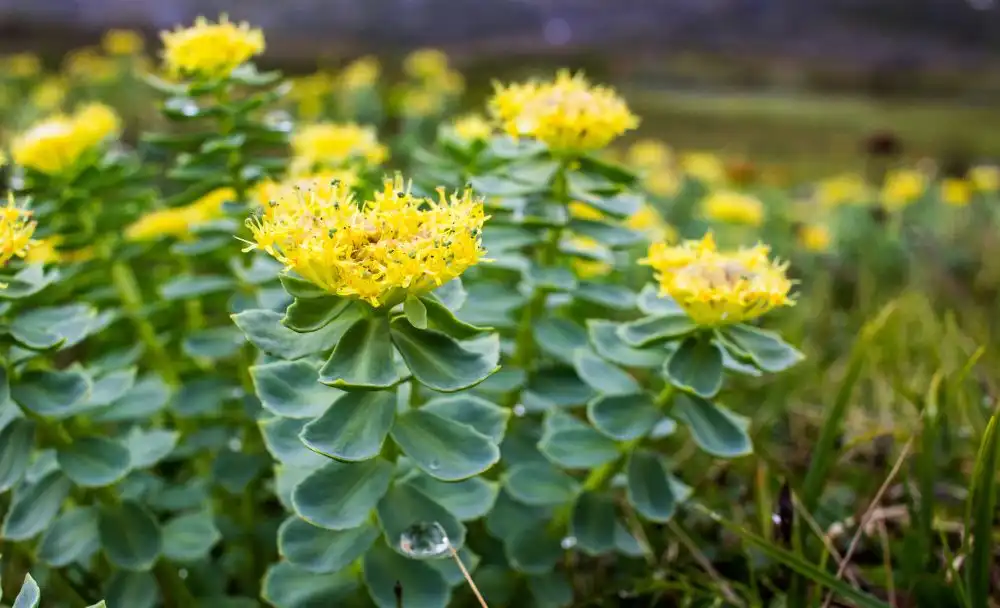 rhodiola rosea benefits